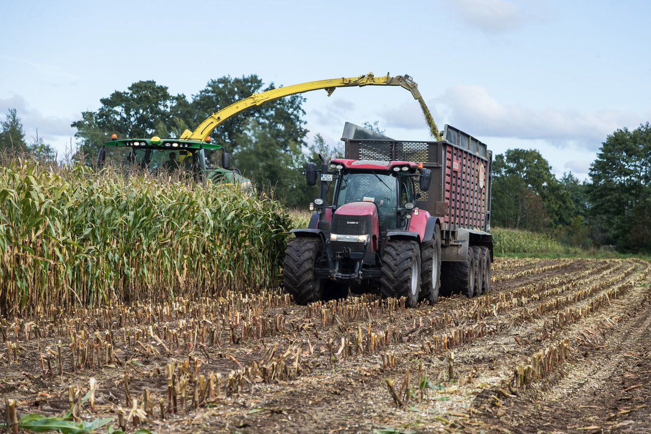 Bild 119 - Maisernte